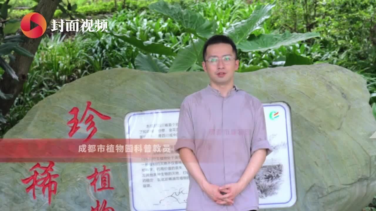 封芒视频|花开大运会闭幕式的珙桐背后有哪些故事?