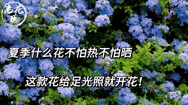 夏季什么花不怕热不怕晒? 这款花给足光照就开花 !