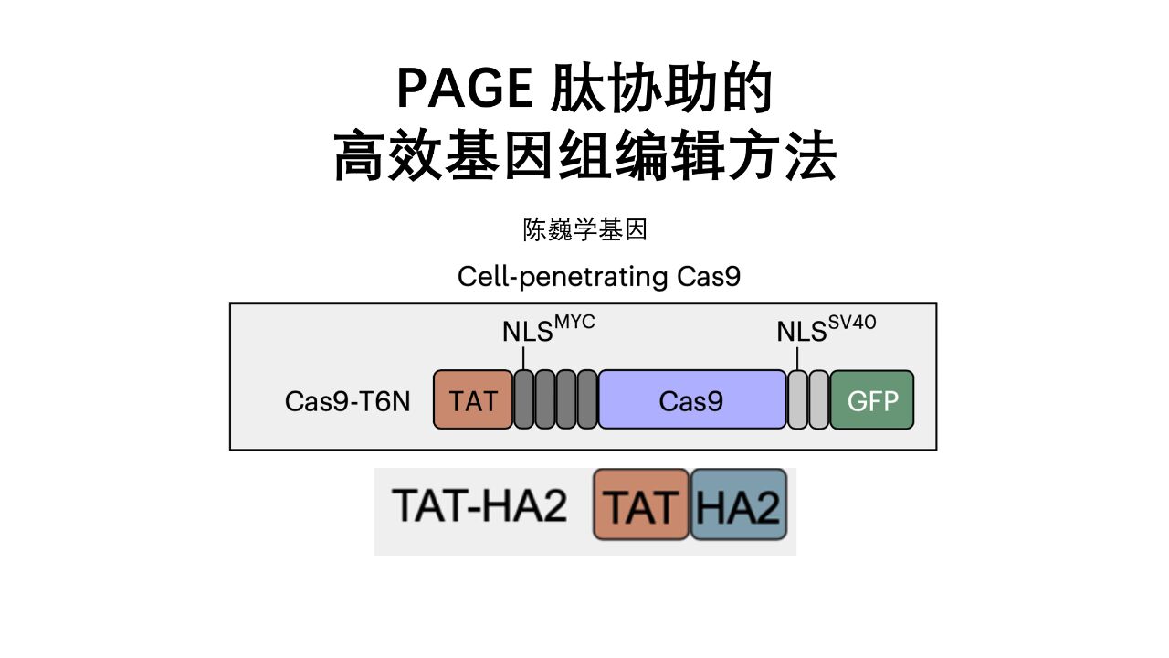 【陈巍学基因】PAGE肽协助的高效基因组编辑方法