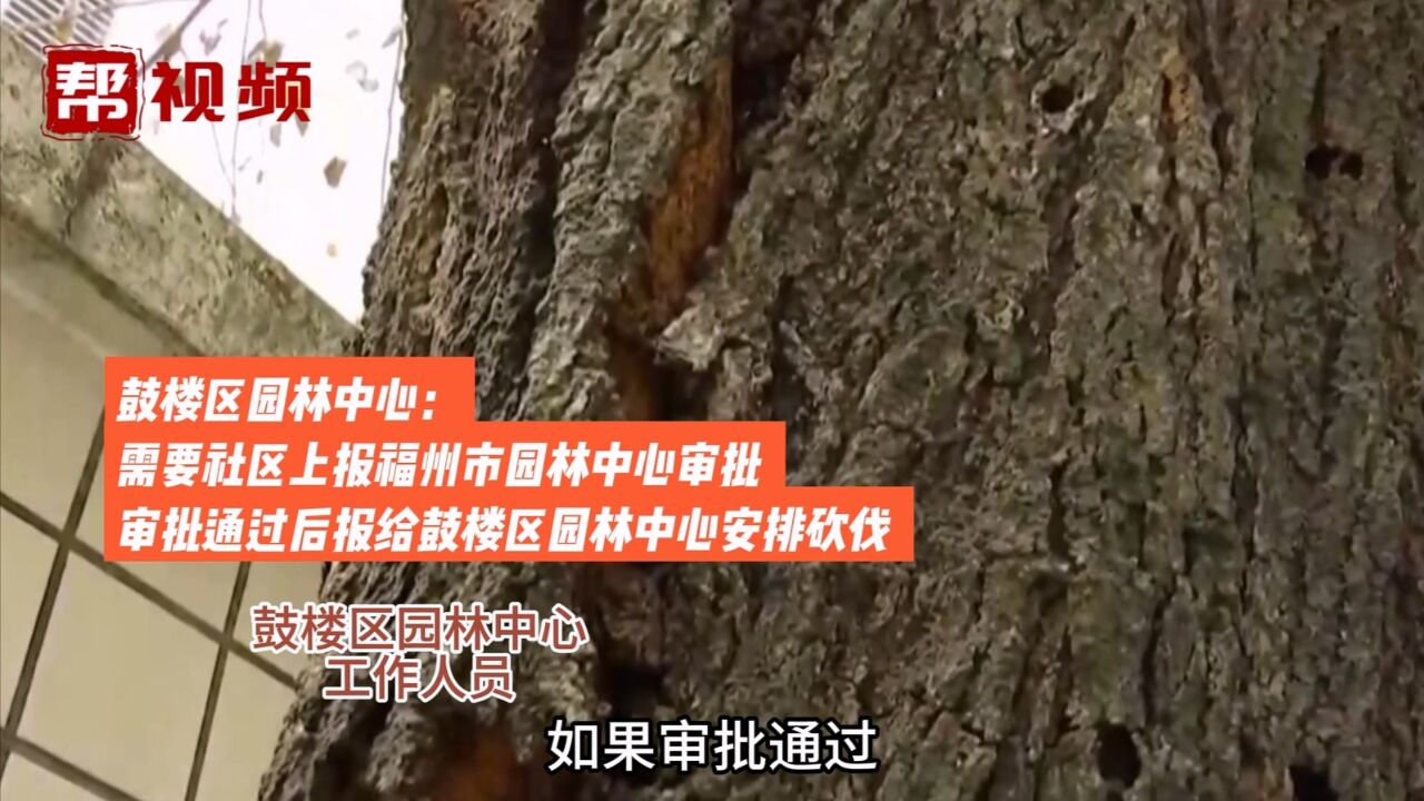 小区枯死大树存隐患 梦山社区:已审批通过 准备提交给园林