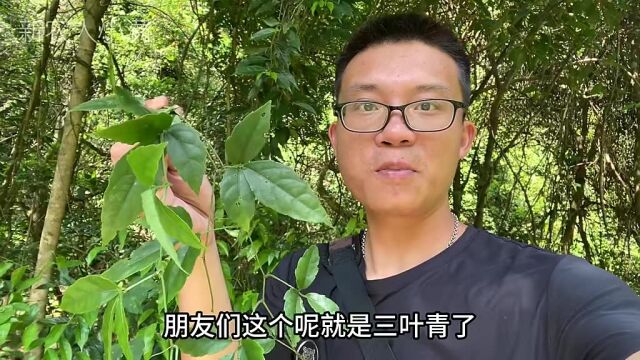 三叶青也叫金线吊葫芦,素有“药王草”之称,你知道它的用途吗212