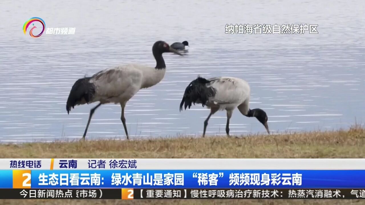 生态日看云南:绿水青山是家园“稀客”频频现身彩云南