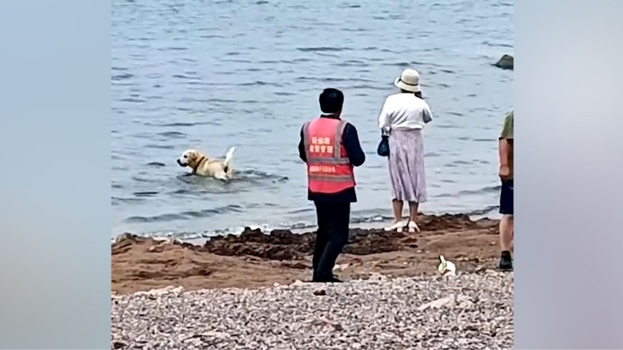 女子放狗下抚仙湖游泳,景区:属饮用水禁止下水游泳,除罚款外会上旅游黑名单