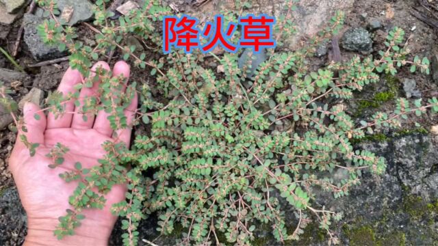 农村不起眼的“降火草”,它的用途非常厉害,赶紧认识并了解一下