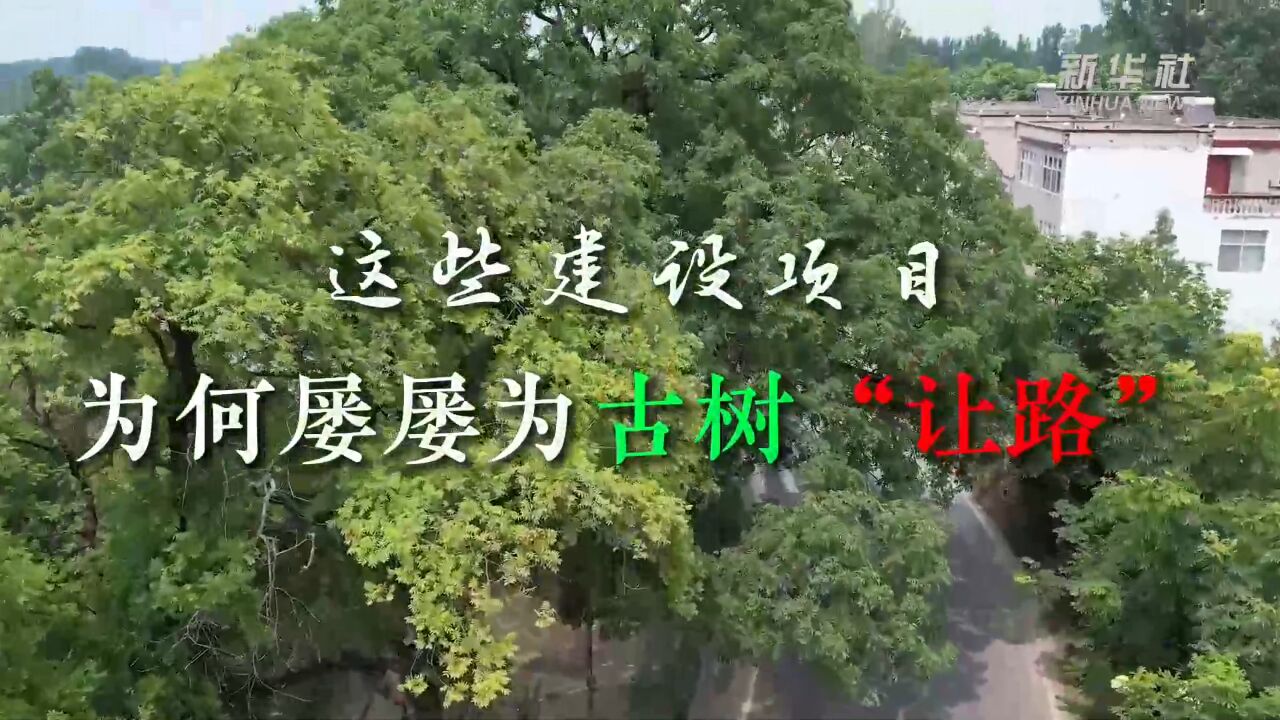 这些建设项目,为何屡屡为古树“让路”?