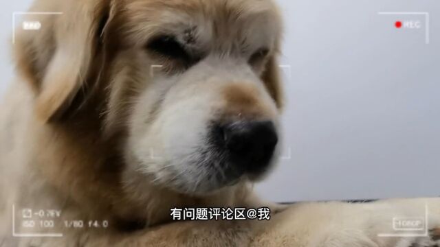 同是查理王小猎犬但漂亮国只承认骑士查理王小猎犬是正版宠物知识宠物科普宠物冷知识狗