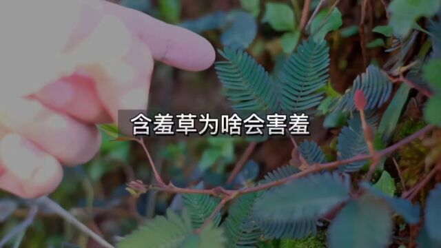 如果不停的触摸含羞草它会累死吗?#含羞草#科普#植物