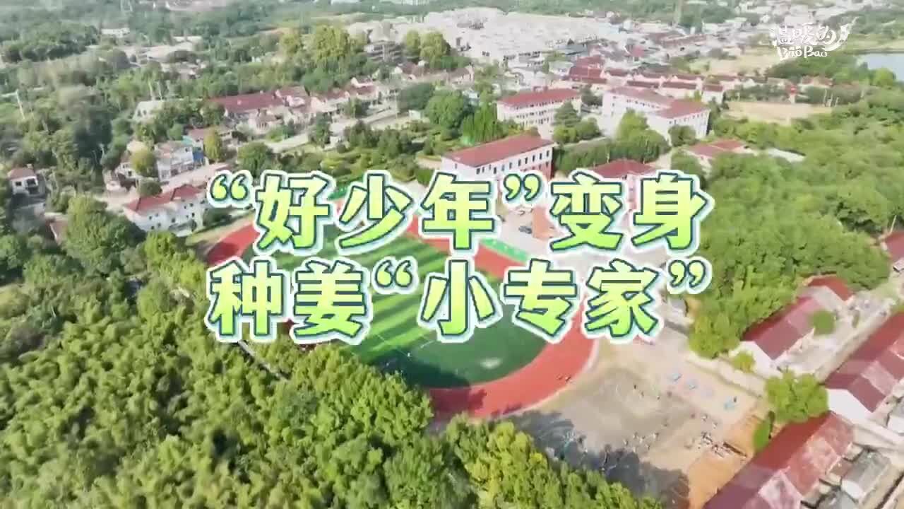 种姜“小专家” 的田间智慧