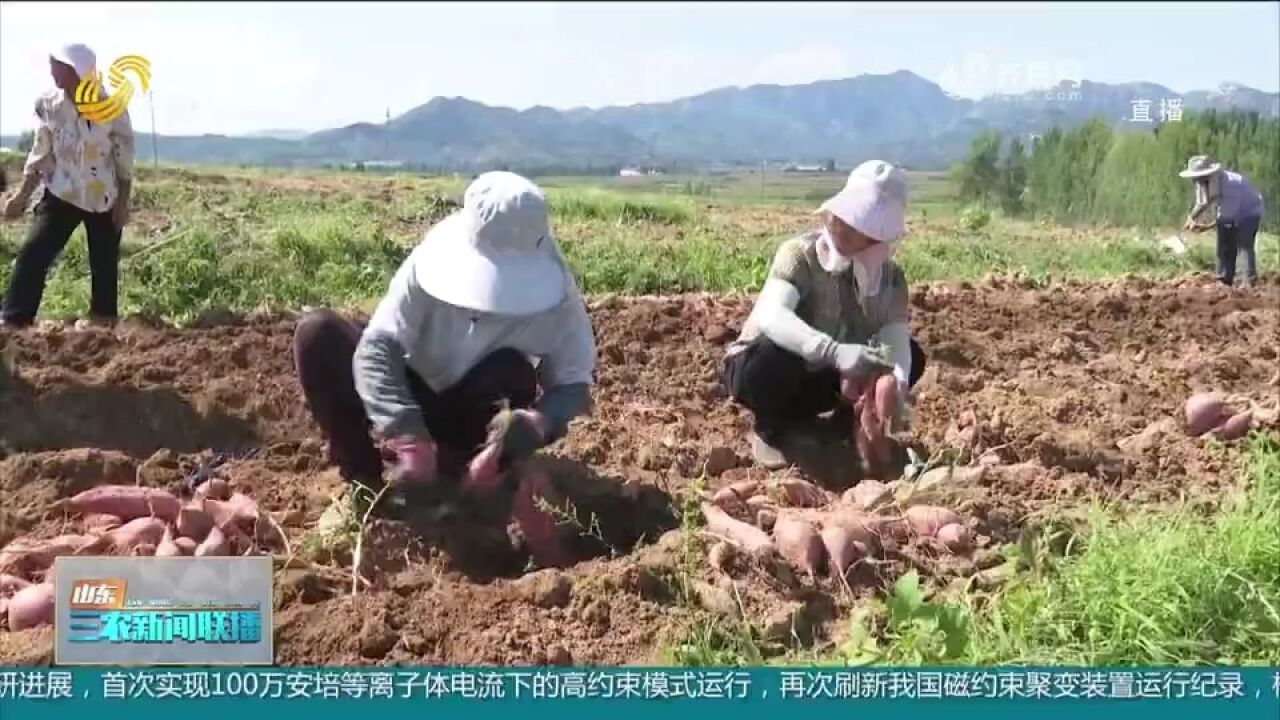 济南莱芜:大力发展甘薯种植,又到一年丰收季,村民腰包鼓起来