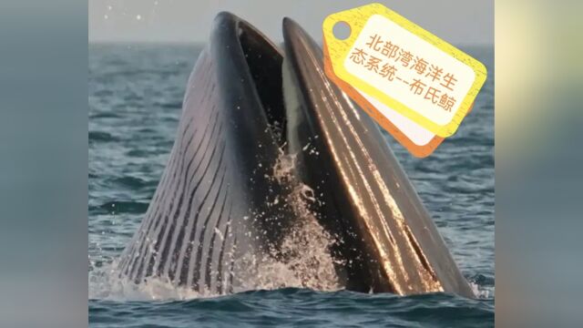 北部湾海洋生态系统布氏鲸