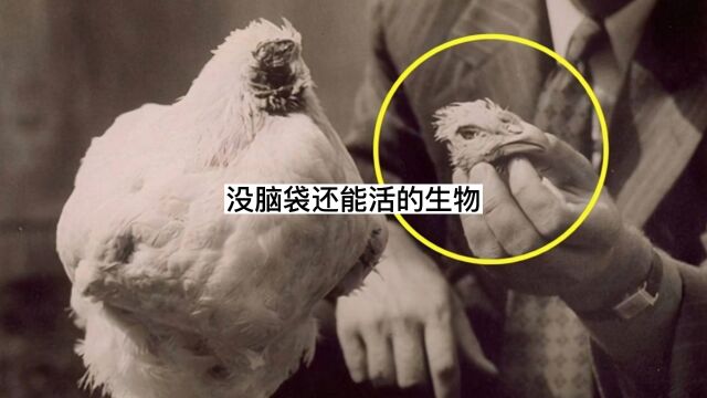 没了脑袋还能存活的生物