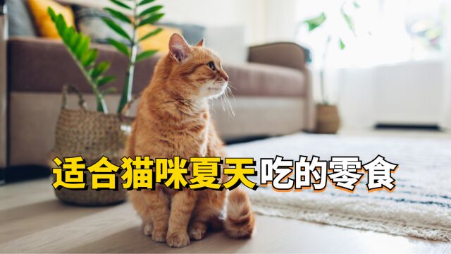 适合猫咪夏天吃的零食推荐,新手铲屎官必看!