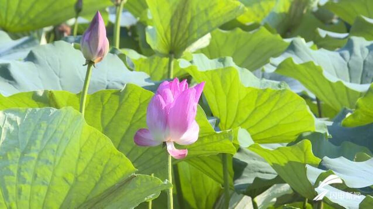 美景、好戏齐呈现!潍坊市潍城区“闻香赏荷”乡村文化旅游节精彩上演