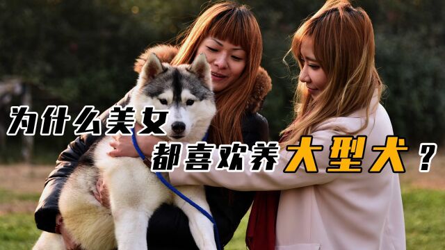 为什么女生都喜欢“大型犬”?无法拒绝的理由,不光是有安全感!