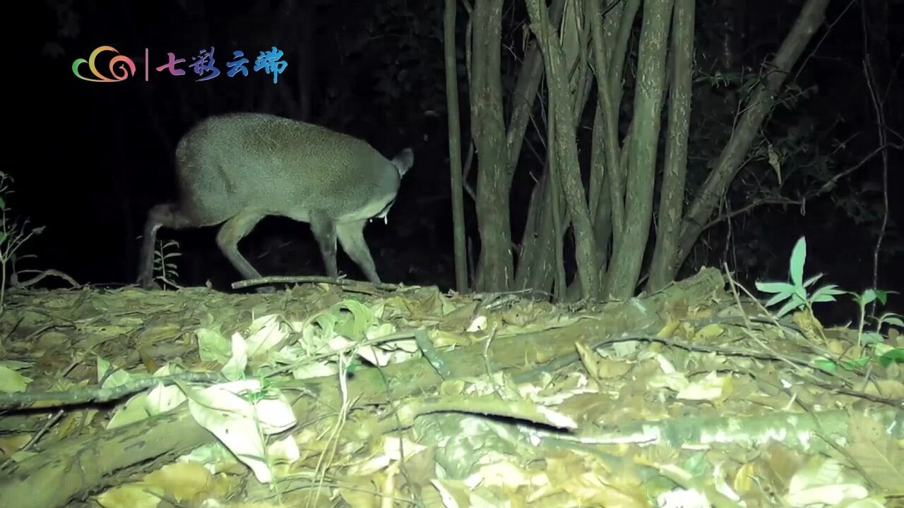 既像鹿又像袋鼠,国家一级保护动物林麝外出活动珍贵视频曝光!