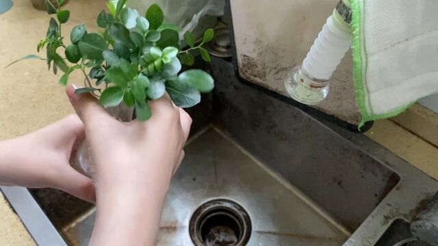 水培植物劳动教育