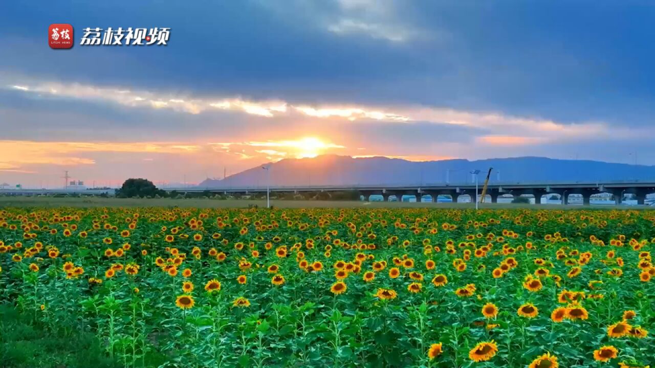 呼和浩特向日葵花海盛放 一望无际葵花漾起层层花浪宛若油画