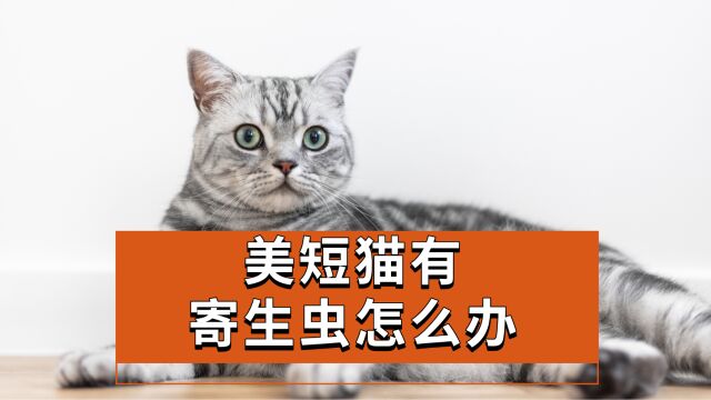 美短猫有寄生虫怎么办?你做到了吗?