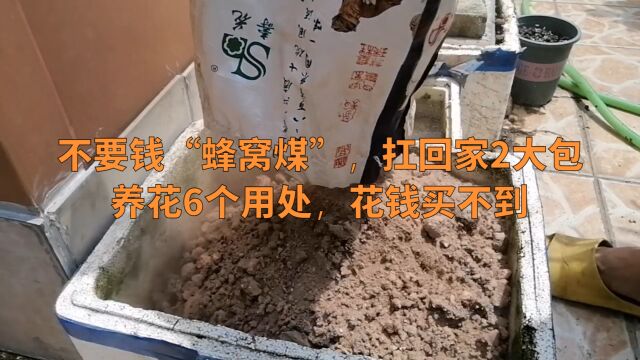 没人要的“蜂窝煤”,我扛回家2大包,养花6个用处,花钱买不到