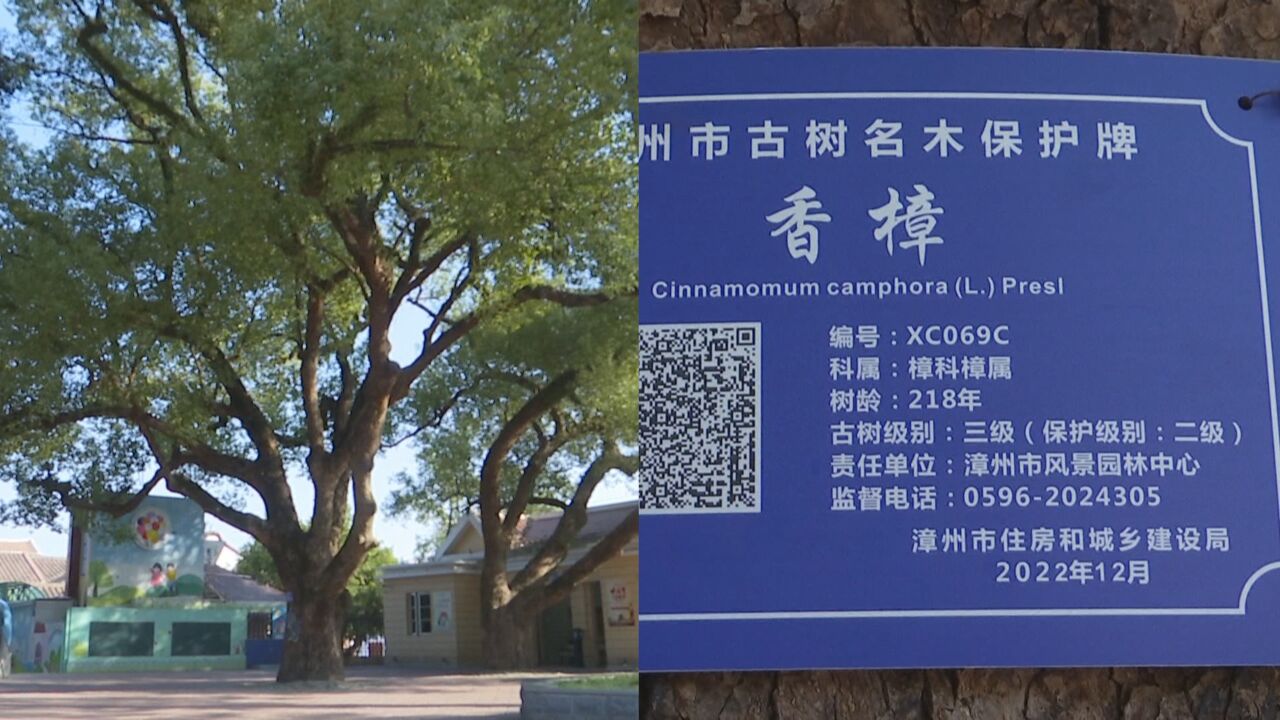 309株百年古树!“一树一档”管理 守住城市“绿”的底色