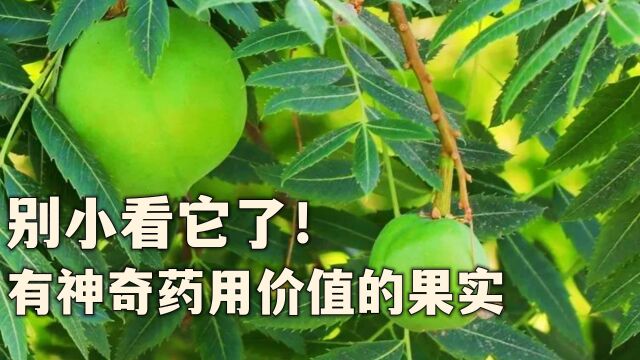 别小看它了!这个你不认识但具有神奇药用价值的果实