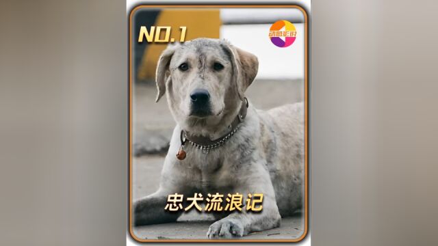 忠犬流浪记:狗狗为救女孩被打,殊不知它是一只战功赫赫的搜救犬