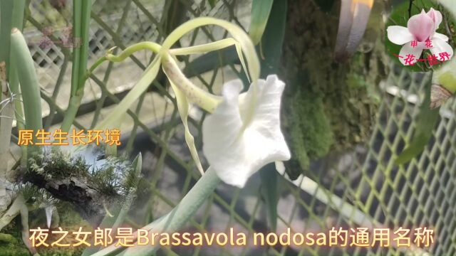 夜之女郎 Brassavola nodosa 兰花