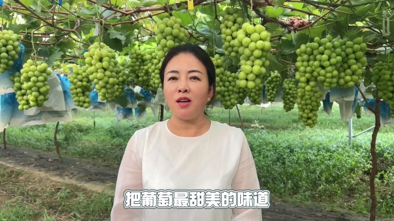 杨育英 :让更多人品尝到葡萄最甜美的味道