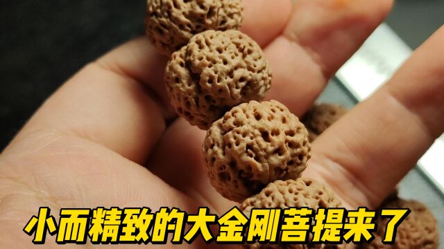 小而精致的大金刚菩提你们喜欢吗?