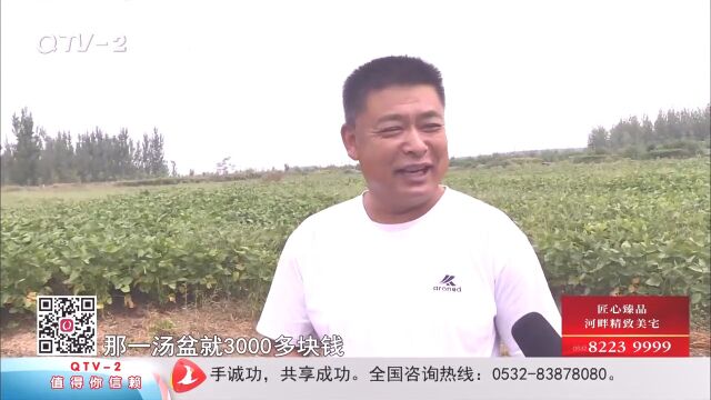 100元1斤!豆虫变身“金豆豆”,养殖豆虫风生水起