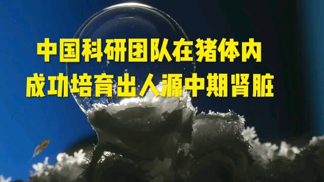 中国科研团队在猪体内成功培育出人源中期肾脏