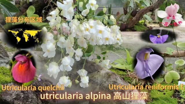 utricularia alpina 高山狸藻