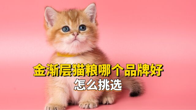 金渐层猫粮品牌哪个好?怎么挑选?