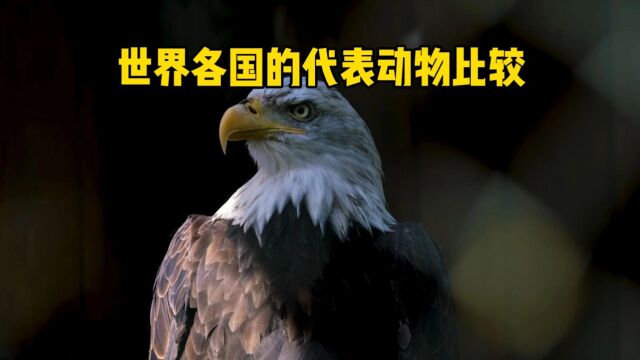 世界各国的代表动物比较,看看各国的国宝都是什么?