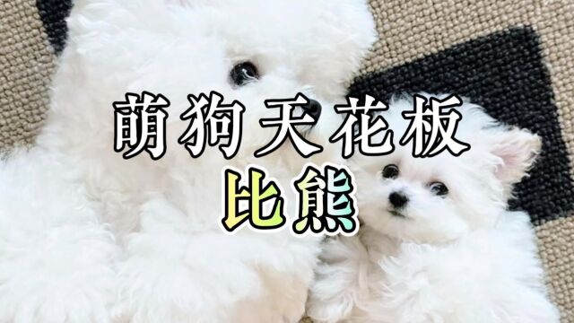 比熊真的太可爱太萌了,这样的比熊你喜欢吗#比熊#萌宠