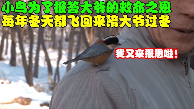 10年前大爷救了小鸟一命,小鸟为了报恩,每年冬天都飞回来陪大爷