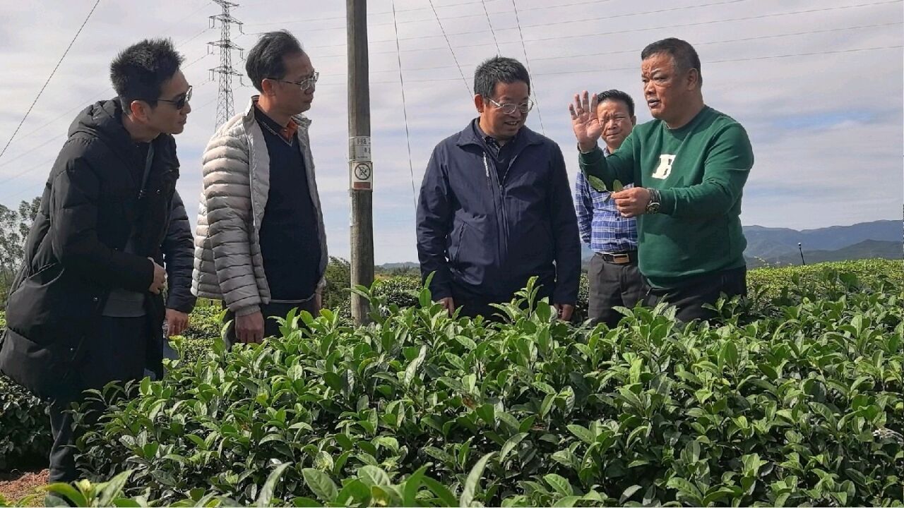 石头山种出“茶中新贵”,惠州岩茶欲打造成独特品牌