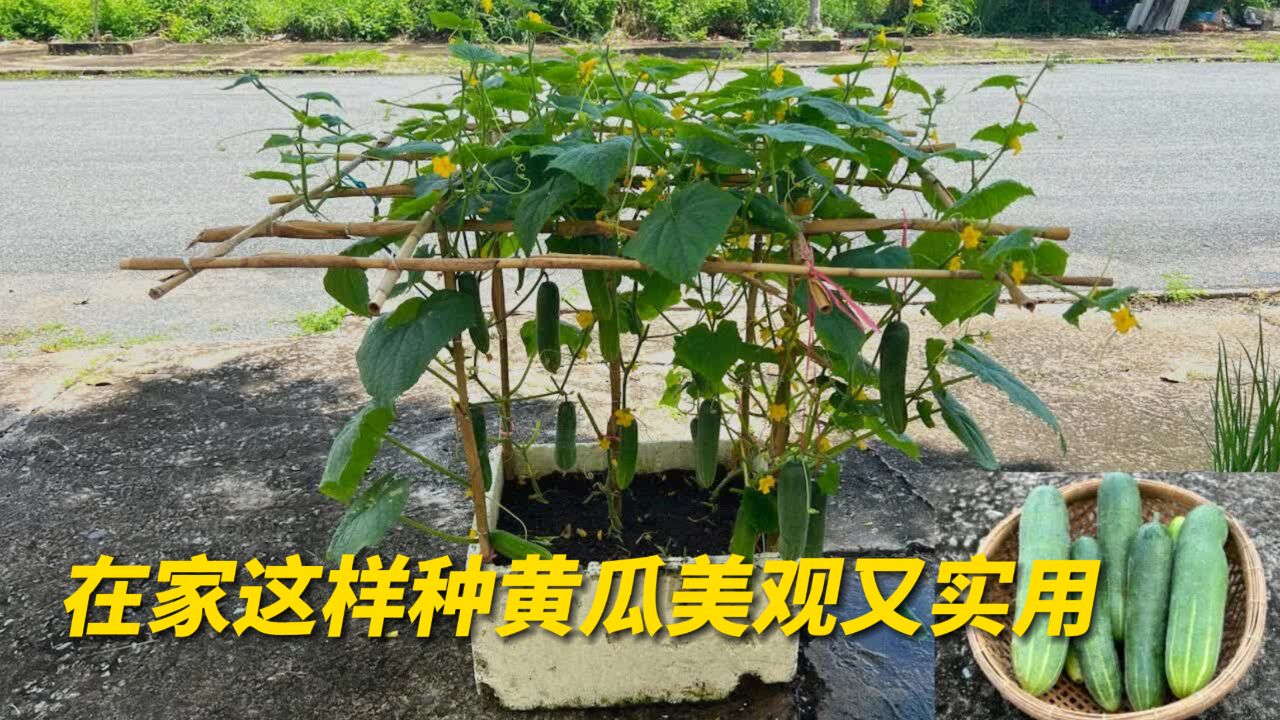 自己在家种植黄瓜根本没有难度,新手一看也能学会,赶快动手吧