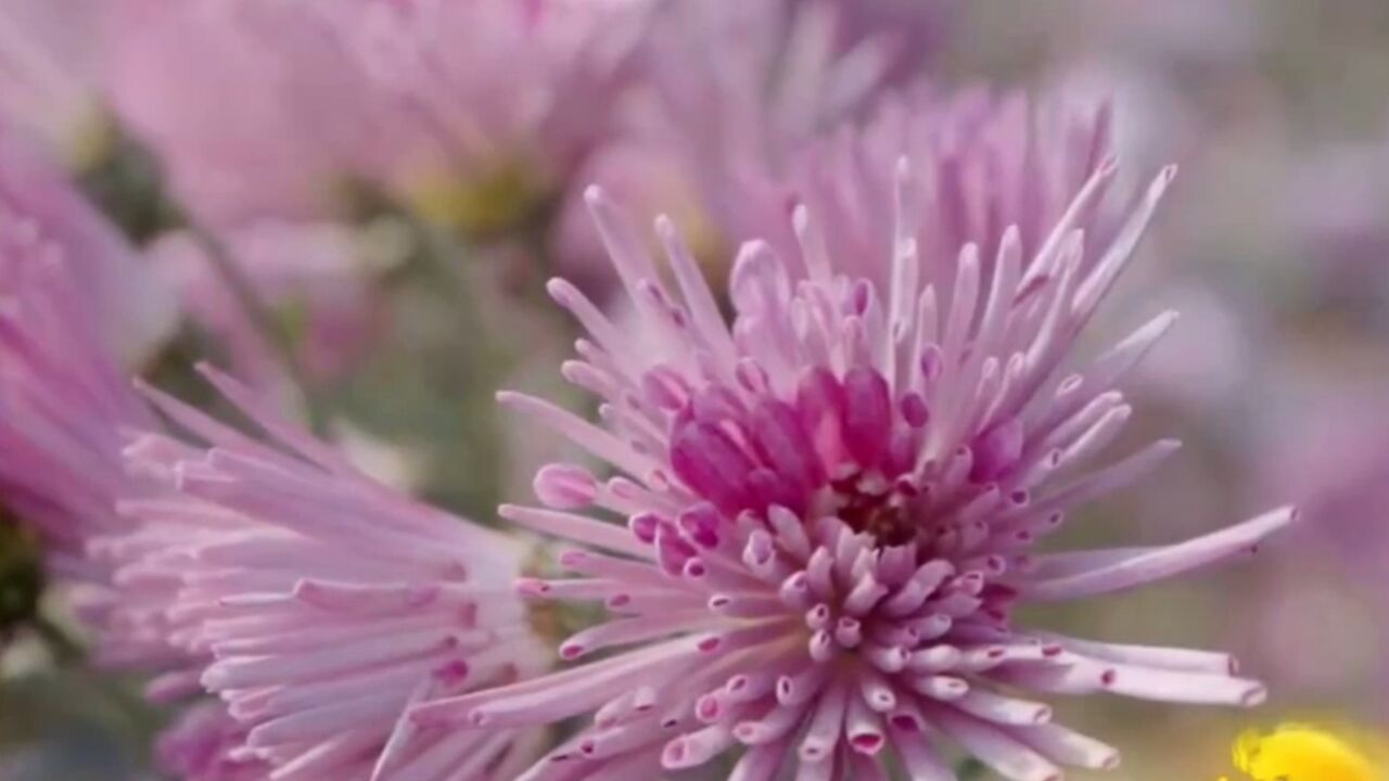 她试种新品种菊花,可以当蔬菜食用,还打造观赏基地吸引游客