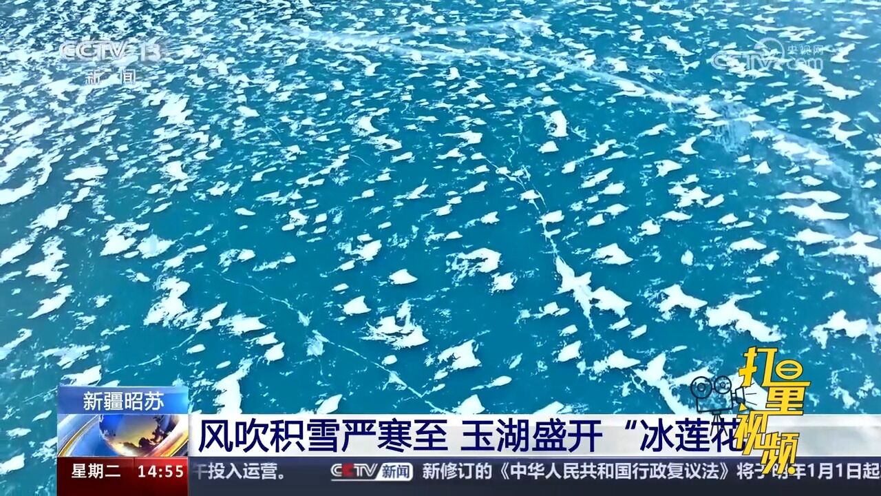 新疆昭苏:风吹积雪严寒至,玉湖盛开“冰莲花”