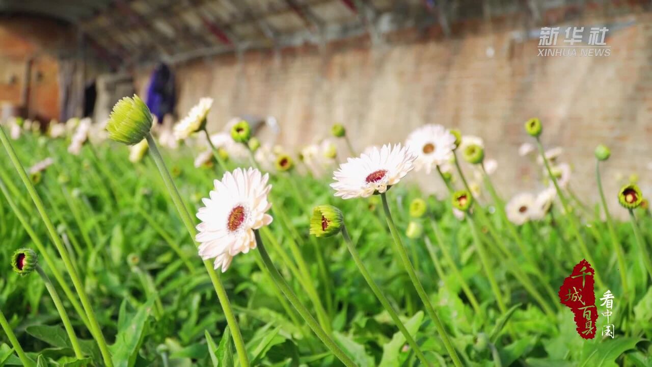 千城百县看中国|河北古冶:花开致富路 芬芳产业兴