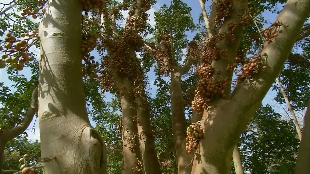 百年无花果树是小生态链的“女家长”