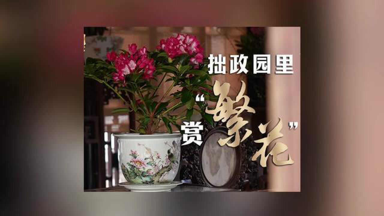 百花齐放,共谱春光!高山杜鹃,小微盆景……拙政园布置了6000多盆名贵花卉,邀您古典园林里看繁花!