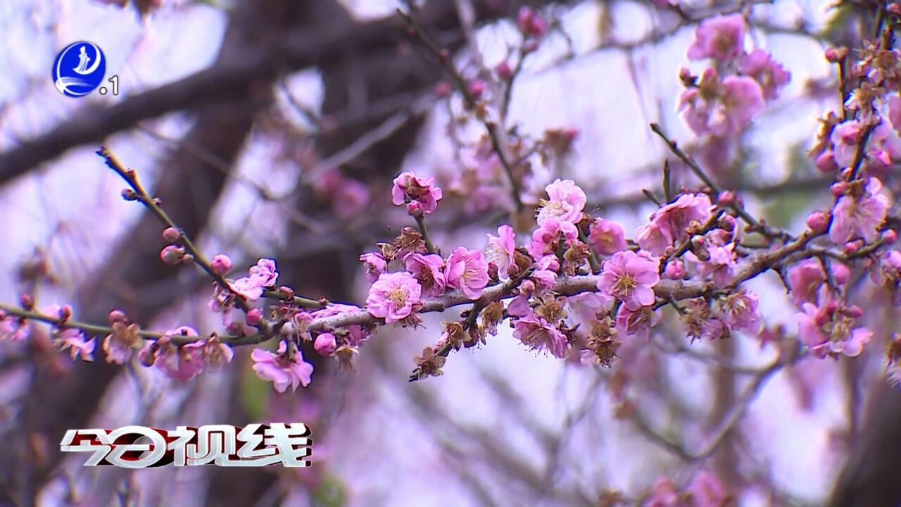 梅峰寺:梅花凌寒绽放迎春来