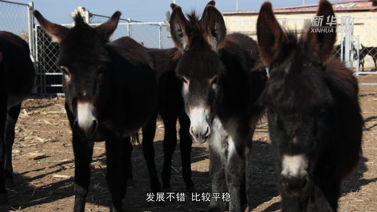 三晋乡村养殖记|赶着毛驴共致富