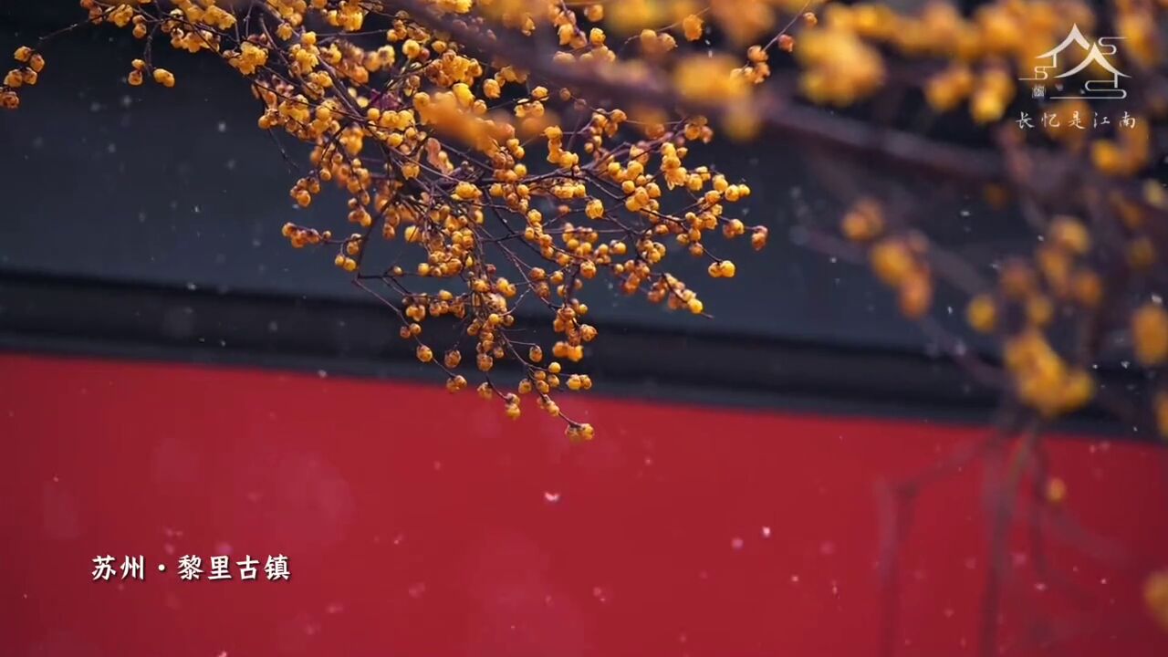 氛围感满满!雪天里的腊梅红墙美得像一幅画