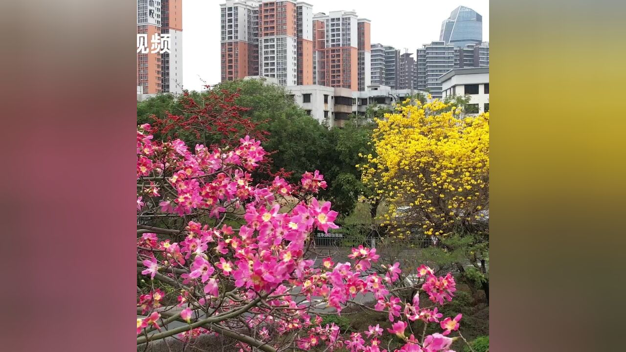 博爱二路上“三花”齐放 太美了