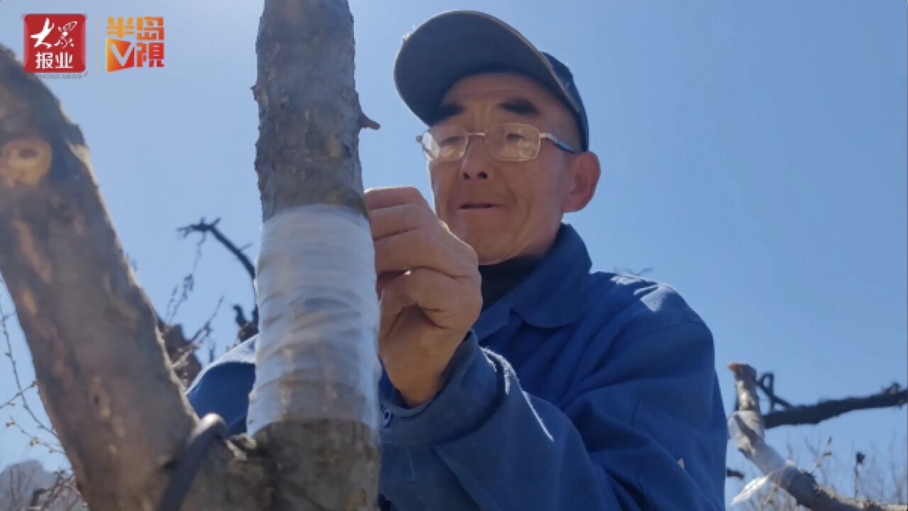 春分已至,静待花开!少山杏树嫁接正当时