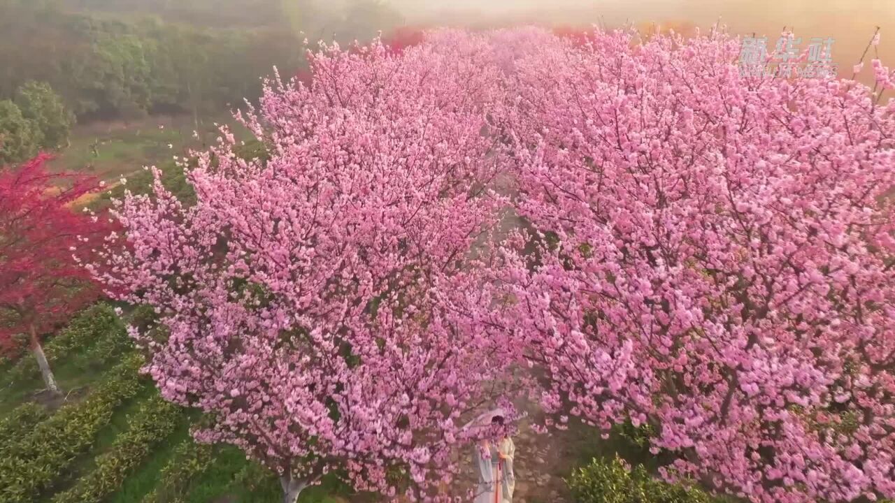 江苏溧阳:茶园樱花绽放 生态美景装点春日