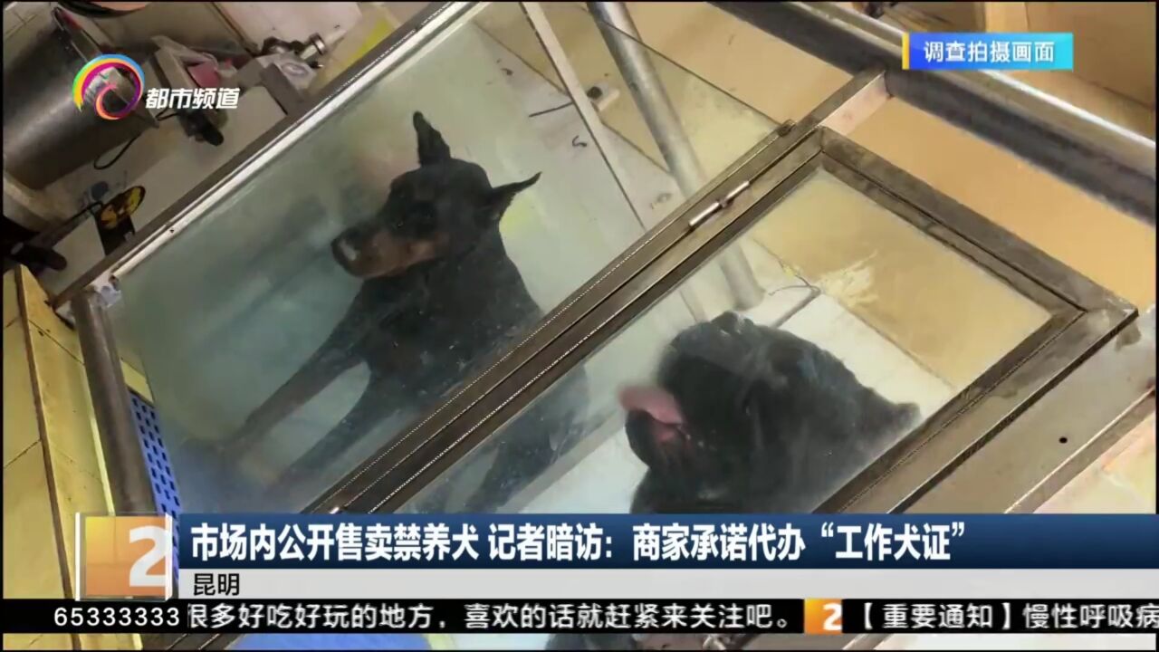 市场内公开售卖禁养犬 记者暗访:商家承诺代办“工作犬证”